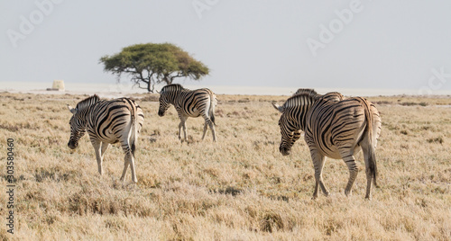 Drei Zebras in der Steppe  Etosha Nationalpark  Namibia