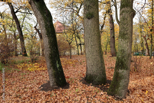 Tree trunks in the woods in autumn time © majorosl66