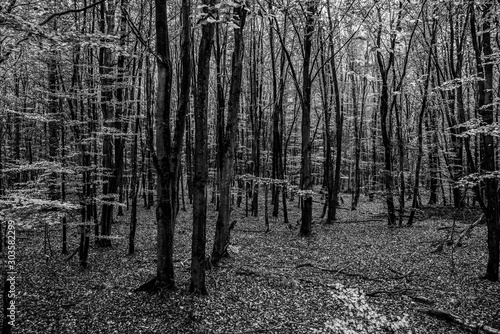 Black and white photography. Nature forest in autumn.