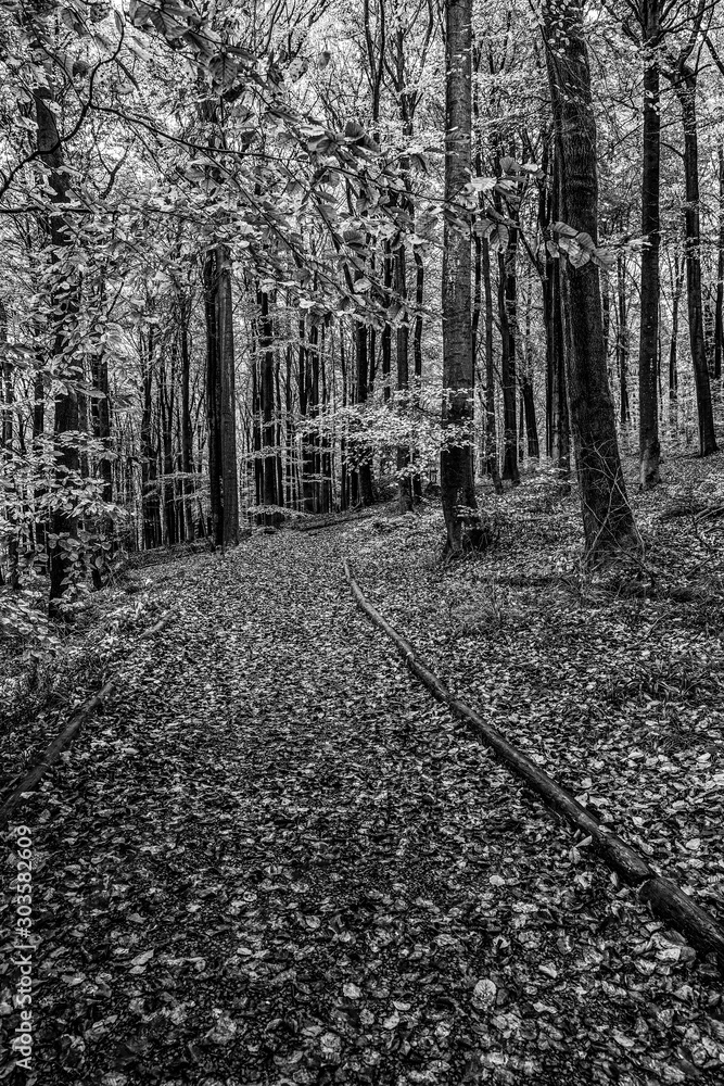 Naklejka premium Black and white photography. Nature forest in autumn.