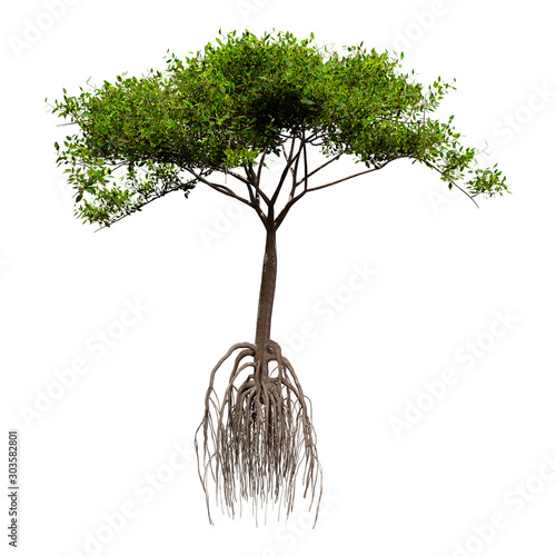 3D Rendering Mangrove Tree on White