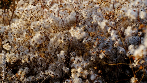  Branches of a bush with fluffy seeds.