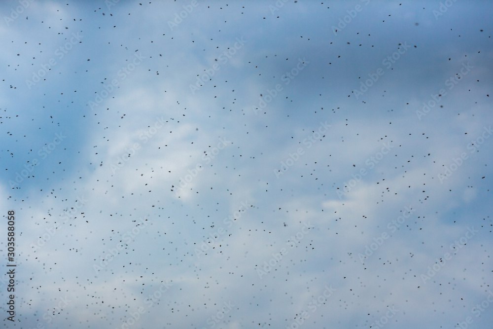 Swarm of bees on a sky background. Lots of flying insects Swarm of bees on a sky background. Lots of flying insects