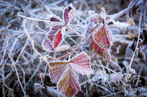 frozen twig in morning hoafrost photo