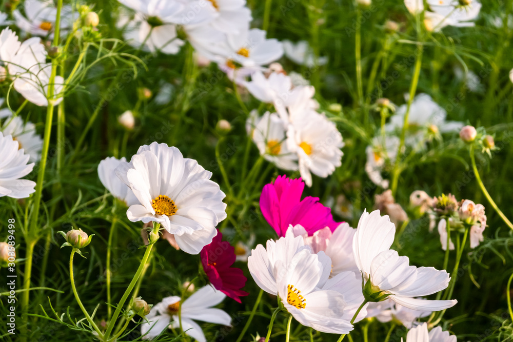 white cosmos flowers farm white cosmos flowers farm