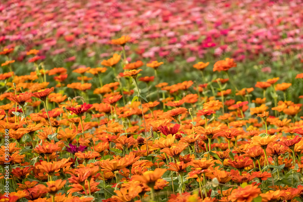 colorful cosmos flowers farm