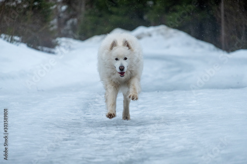 White dog running towards photographer on snow road