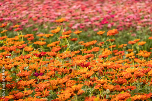 colorful cosmos flowers farm © ChenPG