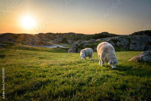 Golden light at sunset over green coastal fields with sheep grazing Norway