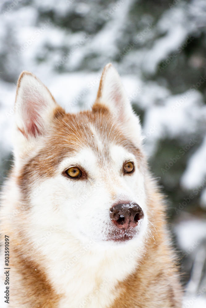 Husky de Sibérie dans la forêt enneigée