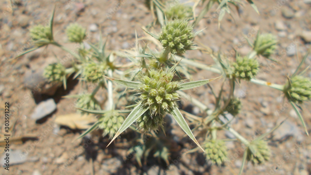 Weeds or wild grasses and its flowers captured. Weeds or wild grasses and its flowers captured.