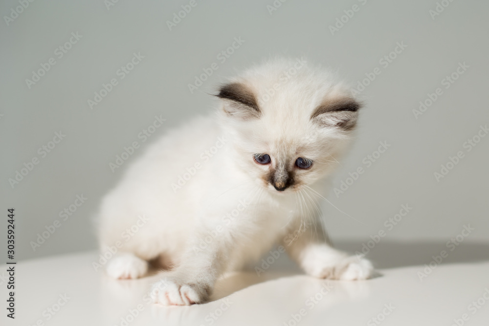 small kitten cat breed sacred burma on a light background