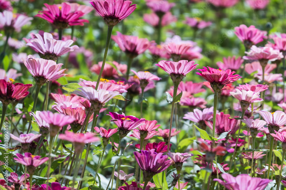 pink and purple cosmos flowers farm pink and purple cosmos flowers farm