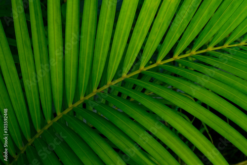 Green tropical palm leaf with shadow. Natural background and wallpaper © leaw197340