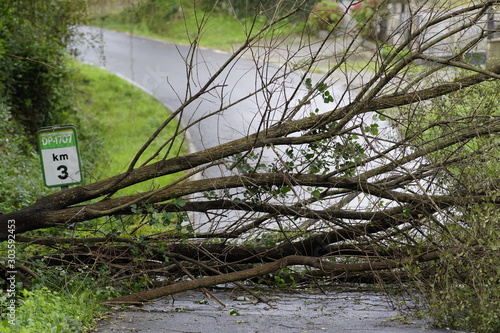 Fototapeta Naklejka Na Ścianę i Meble -  tree knocked down by storm on the road