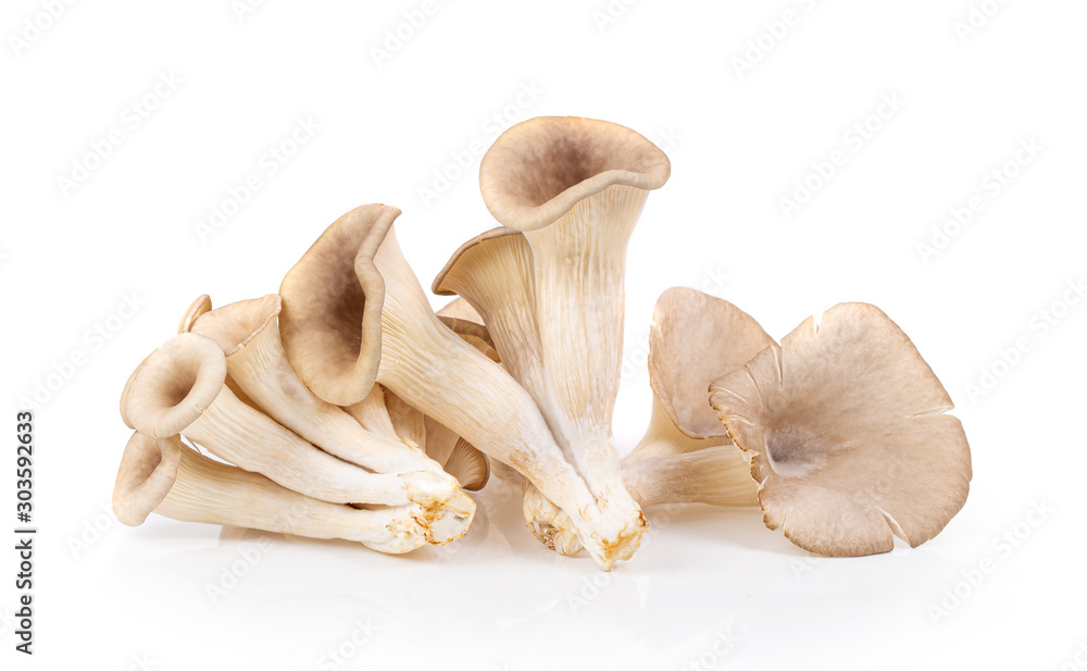 oyster mushroom isolated on white background . full depth of field oyster mushroom isolated on white background . full depth of field