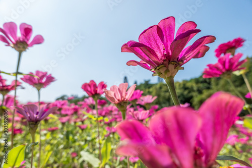 pink cosmos flowers farm