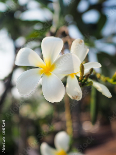  Plumeria