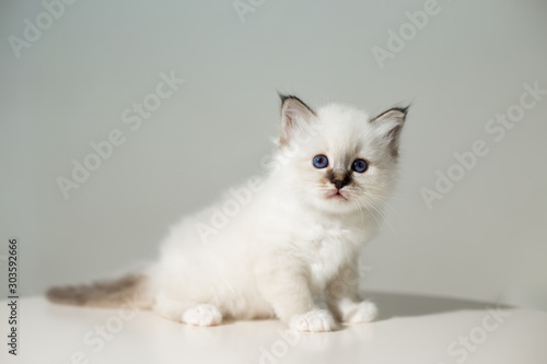 small kitten cat breed sacred burma on a light background