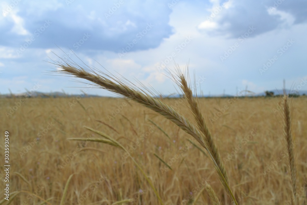 Naklejka premium Barleys captured close-up with barley farm on the background.