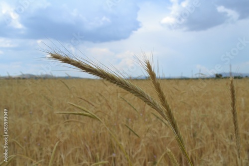 Barleys captured close-up with barley farm on the background.