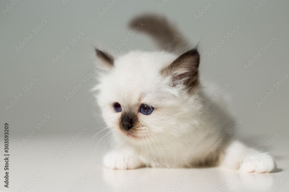 small kitten cat breed sacred burma on a light background