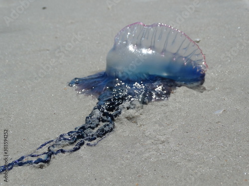 Closeup of Portuguese Man O'War Jellyfish on Shore #1