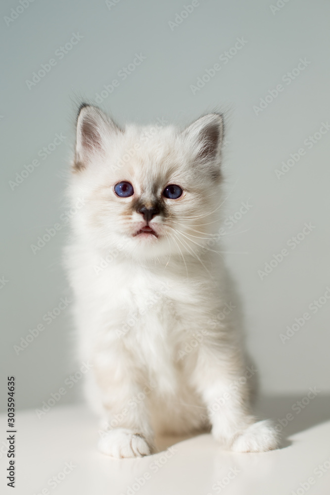 small kitten cat breed sacred burma on a light background small kitten cat breed sacred burma on a light background