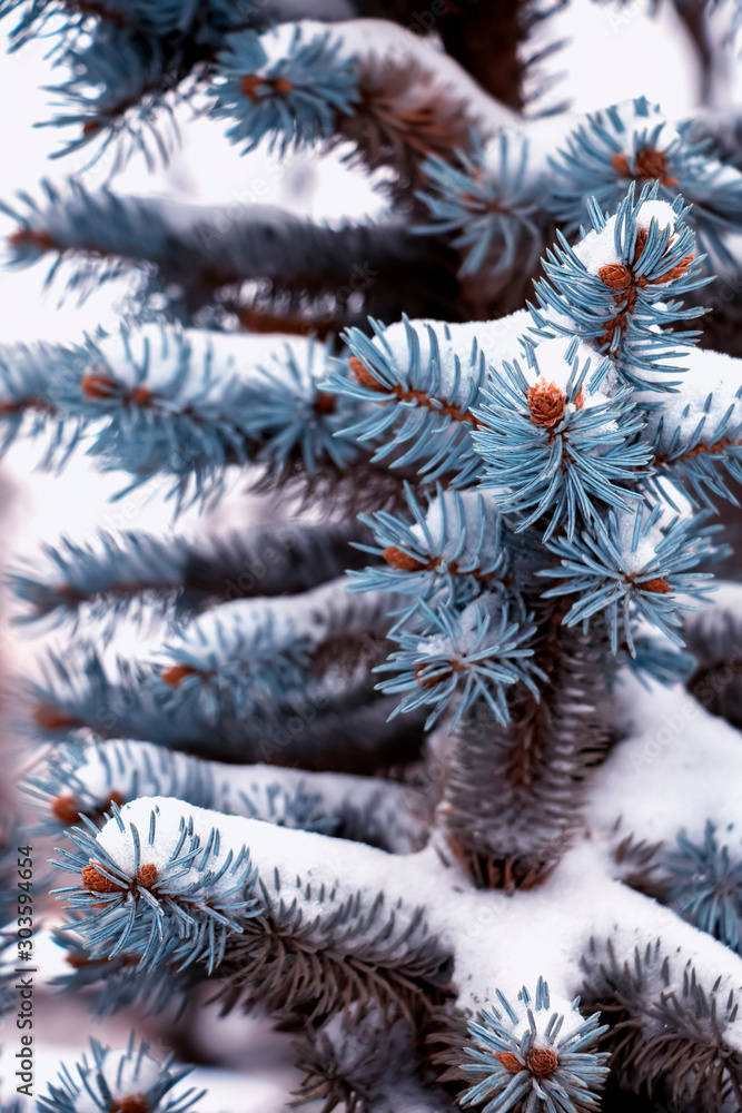 Snow covered branches of blue spruce. Snow covered branches of blue spruce.