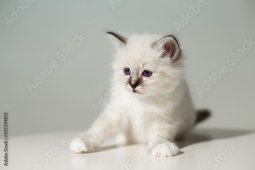 small kitten cat breed sacred burma on a light background © vadimborkin
