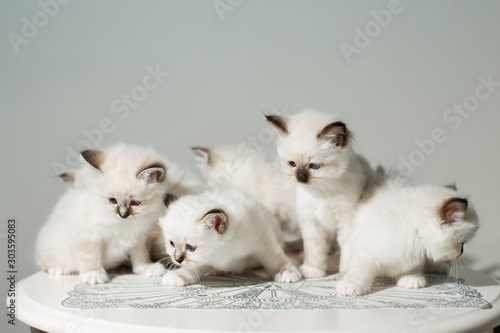 many kittens cat breeds sacred birma © vadimborkin