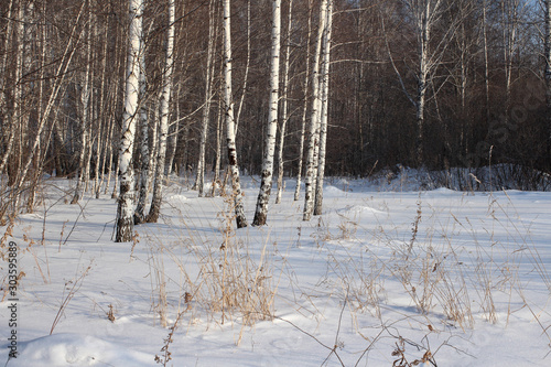 beautiful Siberian winter forest with birches in the snow on a frosty day