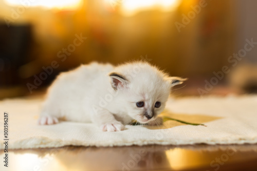 kitten cat breed sacred burma in the interior © vadimborkin