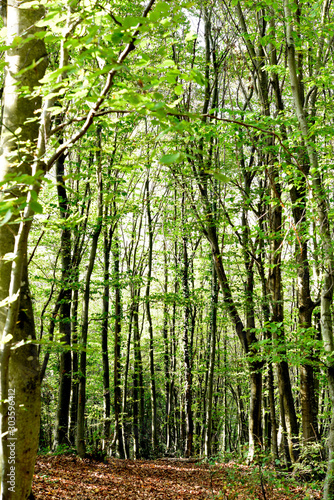 autumn trees in forest