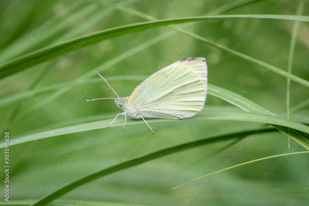 ein Schmetterling sitzt ruhig auf einer Pflanze ein Schmetterling sitzt ruhig auf einer Pflanze