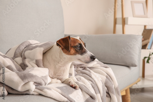 Cute Cute Jack Russell Terrier lying on sofa at home
