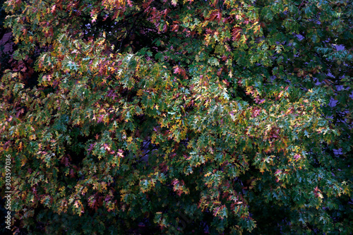 Leaves in autumn color