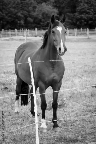  Pferd, Pferde auf einer Koppel grasend, Portrait eines Pferdes © boedefeld1969
