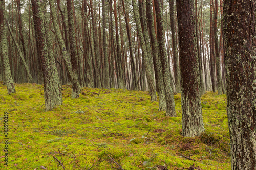 forest in autumn