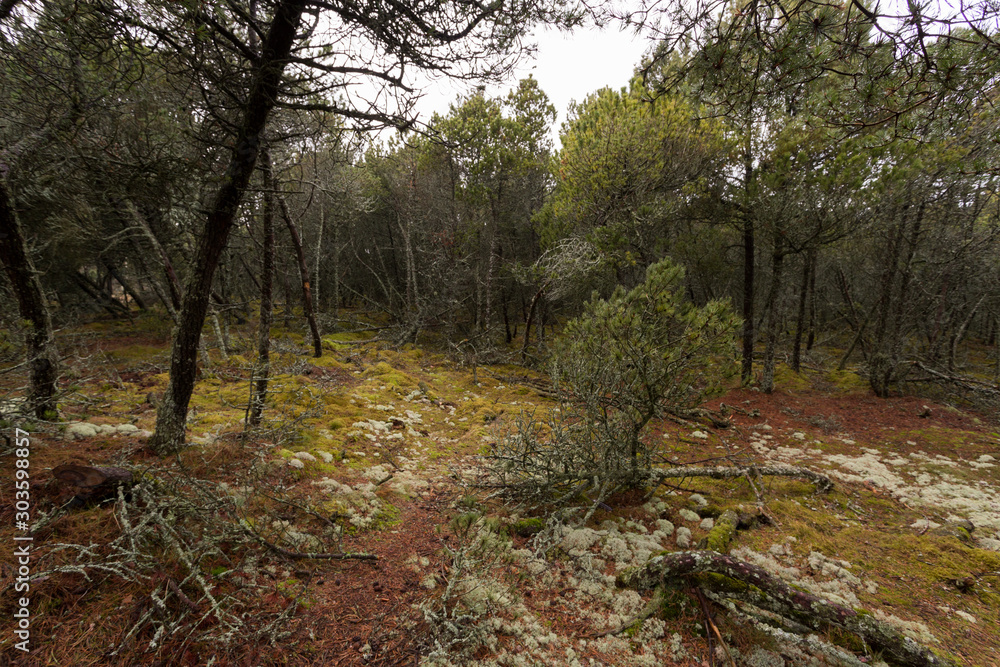 thicket of mountain spruce, moss and windbreak thicket of mountain spruce, moss and windbreak