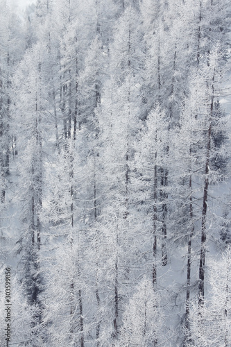 Winter mountain forest in Soelden