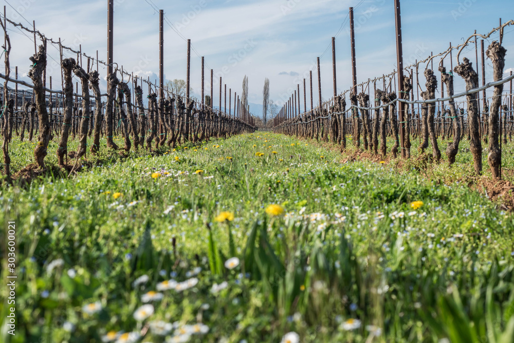 Obraz premium vigna e campo