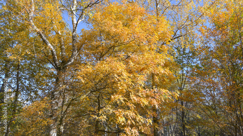 alberi con foglie gialle durante l'autunno, nel bosco, in ottobre alberi con foglie gialle durante l'autunno, nel bosco, in ottobre