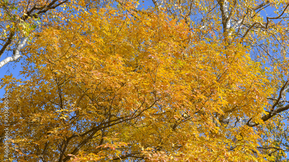 alberi con foglie gialle durante l'autunno, nel bosco, in ottobre