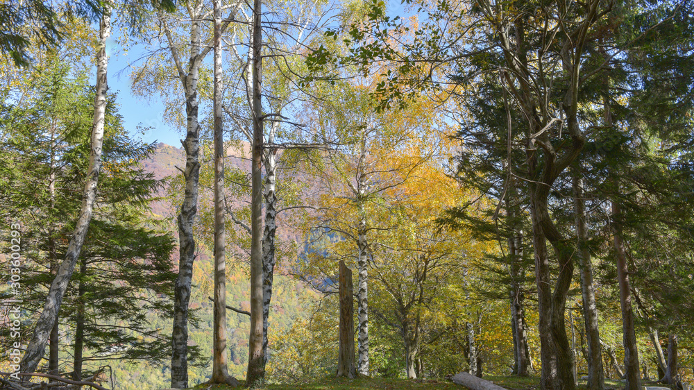 Obraz premium fantastico paesaggio del bosco in autunno, con alberi, betulle, larici con foglie gialle e arancioni
