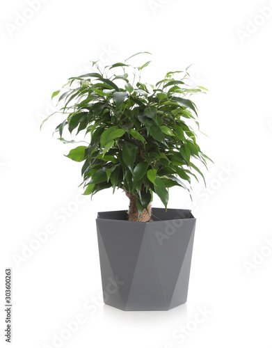 Pot with Ficus benjamina plant isolated on white. Home decor