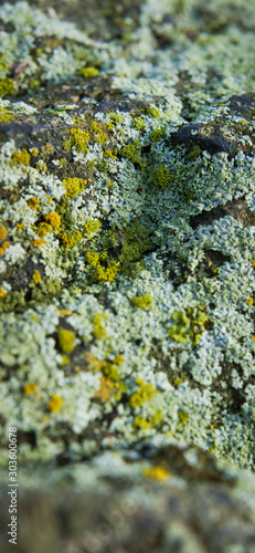 Lichen and moss on the rock. Creative background -  micro world builed by ecosystem of plants, fungus and algae. photo