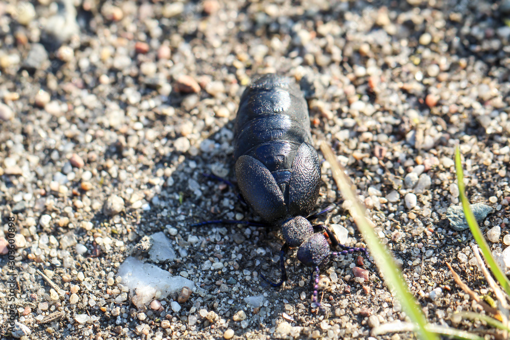 ein schwarz blauer Ölkäfer, Maikäfer oder Blasenkäfer, Meloidae, auf dem Sand ein schwarz blauer Ölkäfer, Maikäfer oder Blasenkäfer, Meloidae, auf dem Sand