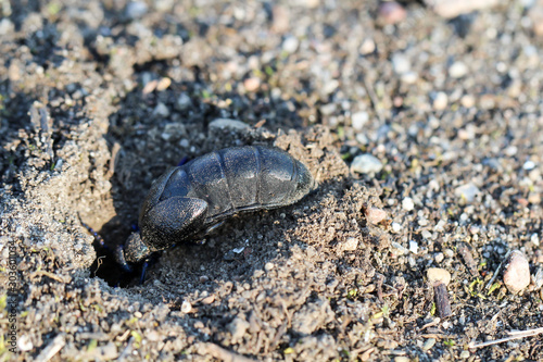 ein schwarz blauer   lk  fer  Maik  fer oder Blasenk  fer  Meloidae  auf dem Sand