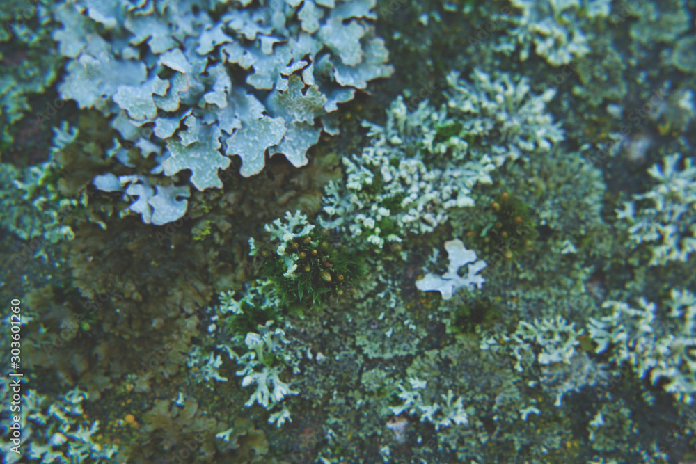Fotografie Lichen and moss on the rock